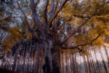 Un paisaje con cierto toque otoñal con colores anaranjados. En el centro de la imagen hay un enorme árbol anciano cuyas raíces se extienden por el bosque y alrededor un gran bosque de árboles muy similares pero mucho más jóvenes.
